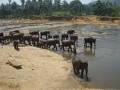  Elephant Orphanage